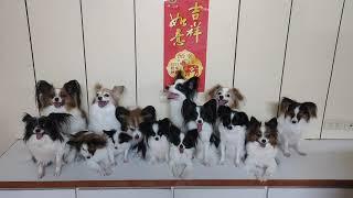 蝴蝶犬14隻大合影準備中 我們是蝴蝶犬大家庭 高祖母-玄孫  #pickyfamilypapillon