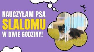 JAK NAUCZYŁAM PSA SLALOMU W DWIE GODZINY? | PAULINA I PSY