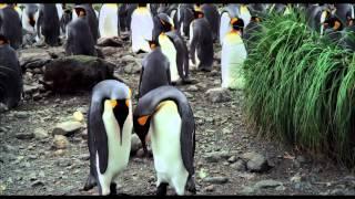 THE PENGUIN KING 3D TRAILER - In Cinemas From 24th October