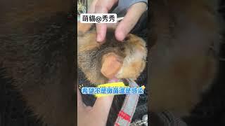 萌貓@秀秀 耳朵出現不明紅腫，去醫院檢查一下#funnyvideos #貓 #foryou #cat #萌寵  #cutepets #cutecatsoftiktok#dailydaily