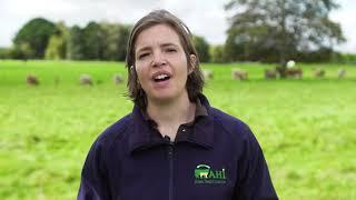 The Beef HealthCheck Programme – cattle liver and lung monitoring