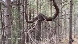  VIRTUAL WALK through the FOREST in Engolasters, Escaldes-Engordany, soothing sounds. Andorra. 4K