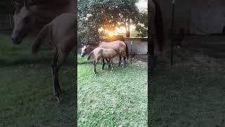 Foal Mysti Getting Frisky Wanting To Nurse