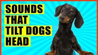 Sounds That Make Dogs Tilt Their Head (GUARANTEED)