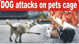 Street DOG attacks on pets cage - Buhat Nuqsan Ho gya | Bizz Point