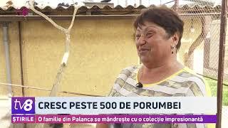 Cresc peste 500 de porumbei. O familie din Palanca se mândrește cu o colecție impresionantă