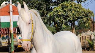 Rupal stud farm लाडो For sell Mo9724588670Mo8849146447