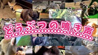 どうぶつの鳴き声と名前・実写動画