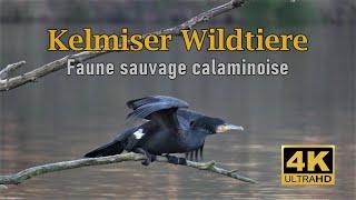 Unsere Natur, Kelmiser Wildtiere. / Notre nature, faune sauvage calaminoise.