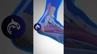 See what Plantar Fasciitis of the Foot looks like in #3D #animation #feet
