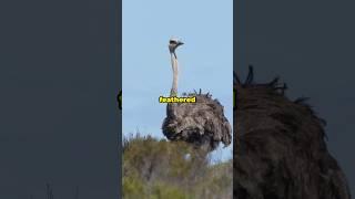 Mind-Blowing Ostrich Facts You Didn't Know! #facts #ostrich