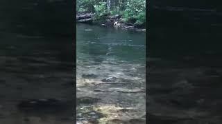 Все смотрим на поплавок #шорст #друзья #nature #отдых #бурятия #fishing #ловимхариуса