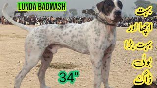 Bully dog lunda badmash | lunda badmash son of jabru malik ayaz khokar wala | famous bully dogs