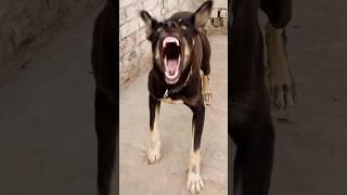 Real Aggressive Black Dog Roaming Free | Scary Barking Sound