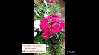 Rose plants#nurseryvlogs /6374934601#shots #Sai hi-tech Nursery Garden