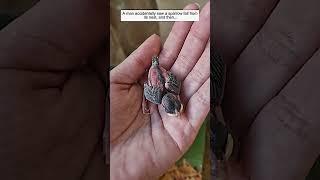 A man accidentally saw a sparrow fall from its nest, and then #animalshorts