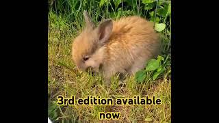 how to kindly give your angora rabbit a haircut