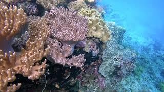 Snorkelling off Salawati, Raja Ampat, Indonesia: A Slow Television View of Life Underwater