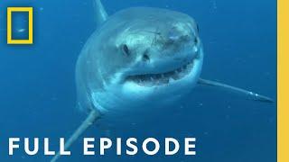 Shark Queens: Rulers of the Ocean SPECIAL (Full Episode) | Shark Queens