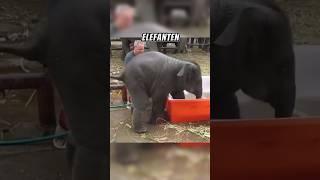 Elefant schwimmt im Bad ️ #shorts #viral