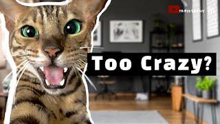 I Raised My Bengal Cat In A Tiny Apartment | Do I Recommend It?