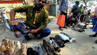 Amazing King Duck Village Market in Bangladesh||Big street Village Market in South Asia