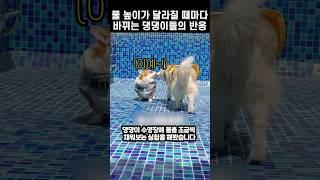 물 높이가 달라질 때마다 바뀌는 댕댕이들의 반응