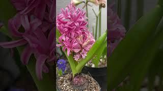 HERMOSA FLORACIÓN DE JACINTO COLOR ROSA (Hyacinthus) 🪻 #plantas  #hyacinthus #floracion #flores