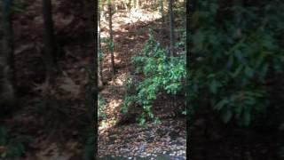 Deer Lick Falls dry creekbed