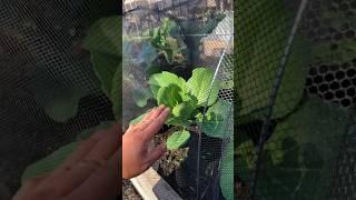 Netting, is a simple and effective solution to keep most pests from reaching your vegetables