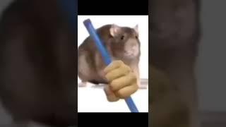 Rat playing the groan tube