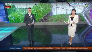 Факт 24 | 1 Гектар майдондан 100 тоннагача ҳосил олинмоқда