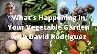 Vegetable Gardening Basics with David Rodriguez 