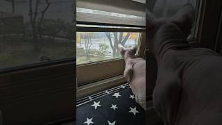 Sphynxcat, 초집중, 창문 뚫고 나갈듯,,#shorts