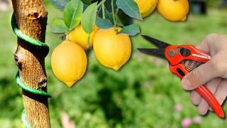 Trick to Grow Lemon Tree in Pot and Increase Production