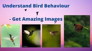 Understanding Bird Behaviour - Get Amazing Images