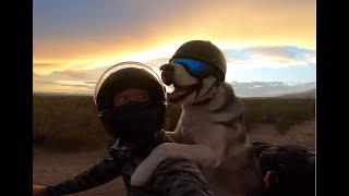 Meet Sox, the biker dog!? - BBC Travel Show