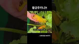 노란 황금색 주키니, 황금주키니!