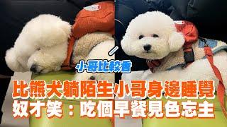 比熊犬躺陌生小哥身邊睡覺　奴才笑：吃個早餐...變別人的狗｜精選影片