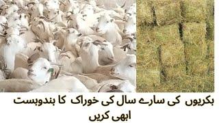 Hay Making/ھۓ بنانے کا طریقہ