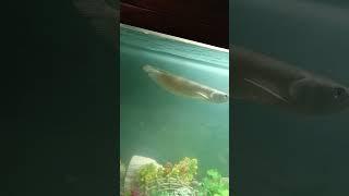 Alligator gar and arowana tank mates #trending #fish #aquarium  #aquarium lovers #aquarium blog