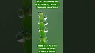 Что, кроме росы, может быть причиной появления капелек на поверхности растений?