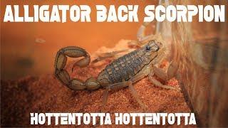 ALLIGATOR BACK SCORPION - Hottentotta hottentotta