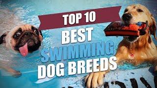 Top 10 Best Swimming Dogs