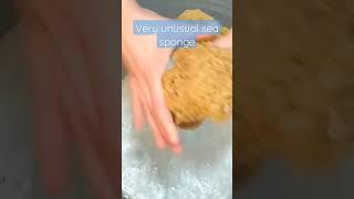 What can you use this sea sponge for?? #seasponge #asmr