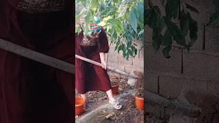 Planting flowers and plants by a village girl in a village in Iran #flowerstories #flowerfarmer