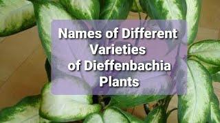 22 Different Names of Dieffenbachia Plant Varieties / 2022 Trends  Dumb Cane Plant