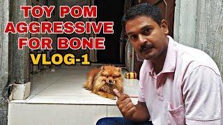 Toy Pom aggressive for Bone || Vlog-1 || Rishi Thapar