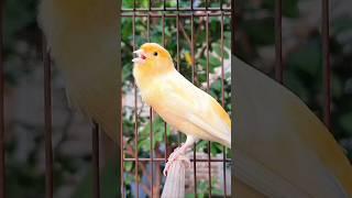 canary training | birds sound | animal sounds #birds #bird #animals #cute
