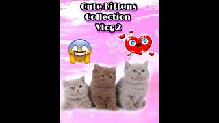 Funny Cute Kittens that will surely melt your hearts -  Vlog 2. Cute Kittens Collections